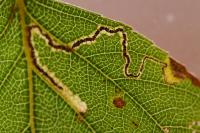 Stigmella sakhalinella