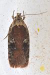 Agonopterix purpurea