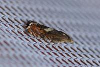 Dichrorampha petiverella