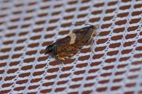 Dichrorampha petiverella