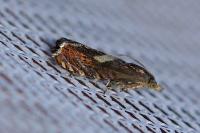 Dichrorampha petiverella