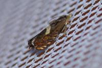Dichrorampha petiverella