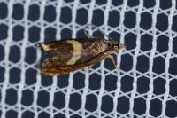 Dichrorampha petiverella