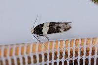 Recurvaria leucatella