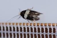 Recurvaria leucatella