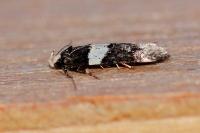 Recurvaria leucatella