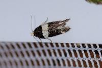 Recurvaria leucatella