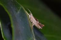 Ypsolopha scabrella