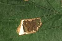 Phyllonorycter nicellii