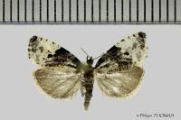 Hedya pruniana
