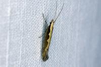 Plutella xylostella