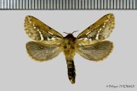 Korscheltellus lupulinus