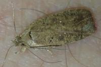Agonopterix