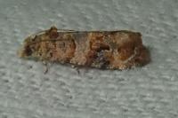 Lobesia botrana