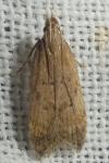 Helcystogramma lutatella