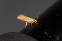 Crassa unitella