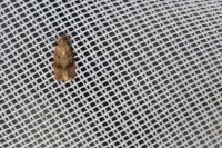 Celypha striana