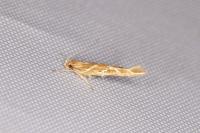 Pyroderces argyrogrammos