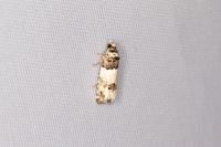 Epinotia thapsiana