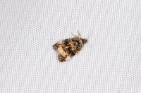 Endothenia