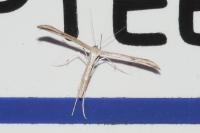 Emmelina monodactyla