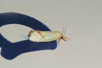 Agapeta hamana