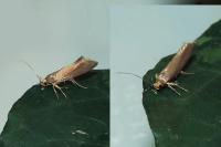 Crassa unitella