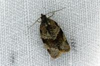 Syndemis musculana