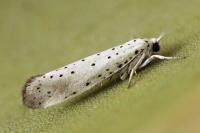 Yponomeuta rorrella