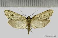 Diurnea fagella