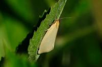 Zelotherses