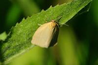 Zelotherses