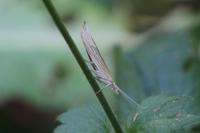 Ypsolopha nemorella
