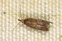 Aplota palpella