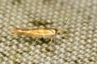 Argyresthia goedartella