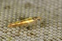 Argyresthia goedartella