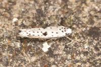 Yponomeuta plumbella