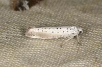 Yponomeuta rorrella