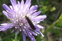 Nemophora metallica