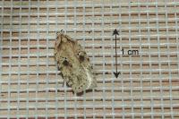 Agonopterix arenella