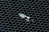 Ethmia quadrillella