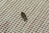 Agonopterix purpurea