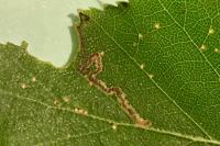 Stigmella sakhalinella