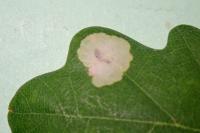 Tischeria ekebladella