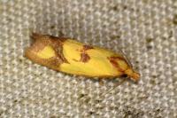 Agapeta zoegana