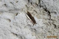 Ypsolopha dentella