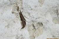 Ypsolopha dentella