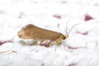 Crassa unitella