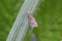 Brachmia blandella