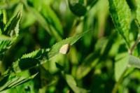 Zelotherses